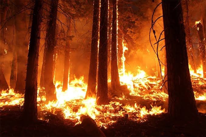The Discovery of Fire: How Humans Discovered Fire and Changed the Course of History